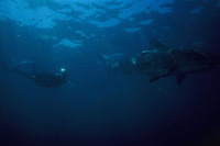 OJ Tiger Shark Photos