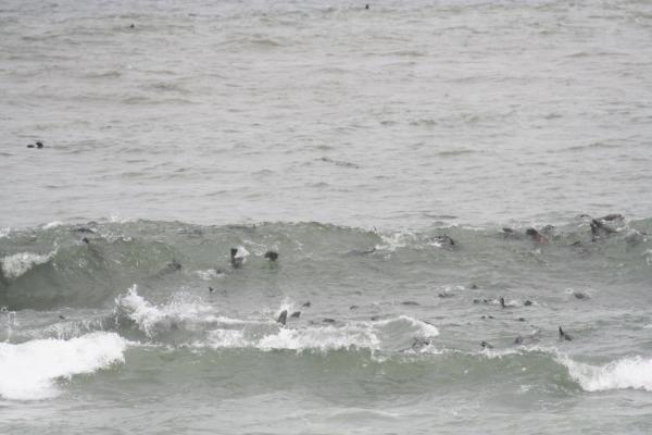 Cape Cross