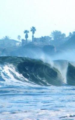 Camps Bay Shorey