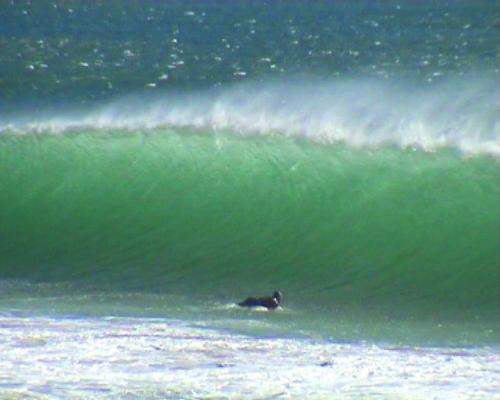 Camps Bay Shorey