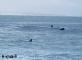 StJohn Lombard :: Famegrab- Greeted by dolphins on my paddle out