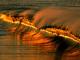 Unknown - :: Sunset+at+Puerto